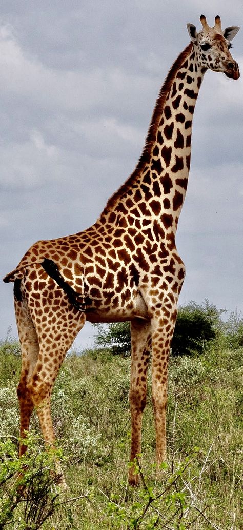 Famous Wallpaper, Giraffe Photos, Giraffe Pictures, The Younger Sister, Giraffe Head, Animal Wildlife, Older Sister, Animal Species, African Animals