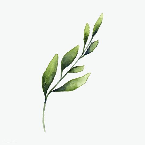 Hand drawn olive branch watercolor style vector | free image by rawpixel.com Olive Branch Art, Olive Watercolor, Branch Watercolor, Olive Branch Tattoo, Branch Drawing, Leaves Printable, Ink Flowers, Branch Art, Free Illustration Images