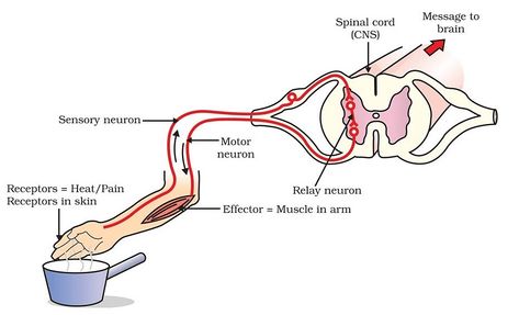 Class 10 Science Chapter 6 Question Answers - Control and Coordination Types Of Neurons, Class 10 Science, 10th Exam, Peripheral Nervous System, Motor Neuron, Cerebrospinal Fluid, White Matter, Cranial Nerves, Nerve Cell