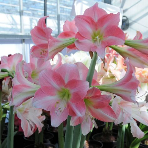 2 Amaryllis Vittata Bulbs  Quantities:2 Very easy to grow! any question, please contact me! Pink Amaryllis, Amaryllis Plant, Amaryllis Flower, Amaryllis Flowers, Flower Pot Design, Christmas Plants, Parts Of A Flower, Nothing But Flowers, Flower Therapy