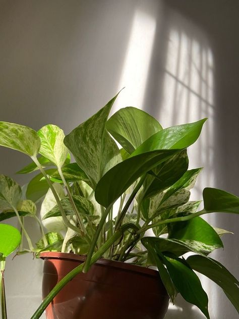 Plants Are Friends, Photography Flowers, Bedroom Plants, Plant Aesthetic, Room With Plants, Nature Plants, Pretty Plants, Plant Mom, Green Aesthetic