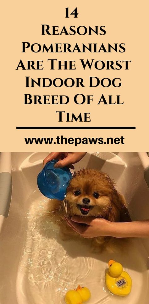 Here are the 14 Reasons Pomeranians Are The Worst Indoor Dog Breed Of All Time #pomeranians #pomeranian #pomeraniandogs #indoordogs #dogbreed #dogs #pets Pom Chi Dogs, Pomeranian Terrier Mix Dogs, Haircuts For Pomeranians, Pomarainian Dogs, Mini Pomeranian Puppies, Pomeranian Hairstyles, Teacup Pomeranian Full Grown, Pomeranian Haircut Hairstyles, Pomeranian Aesthetic