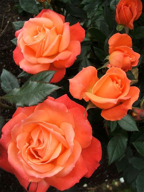 Sunset Garden Rose Fleur Orange, Coming Up Roses, Spiced Coffee, Rose Bush, Orange Roses, Love Rose, Persimmon, Rose Garden, Beautiful Blooms