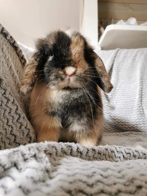 Bunny Room, Pet Bunny Rabbits, Mini Lop, Cute Bunny Pictures, Holland Lop, Bun Bun, Pet Bunny, Bunny Pictures