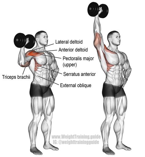 Dumbbell one arm overhead press. A unilateral compound push exercise. Main muscles worked: Anterior Deltoid, Lateral Deltoid, Supraspinatus, Triceps Brachii, Middle and Lower Trapezii, Serratus Anterior, Clavicular (upper) Pectoralis Major, Obliques, Psoas Major, Iliocastalis Lumborum, and Iliocastalis Thoracis. See website to learn why you should be doing unilateral exercises. Psoas Major, Pectoralis Major, Serratus Anterior, Shoulders Workout, Shoulder Exercises, Dumbell Workout, Training Exercises, Overhead Press, Chest Workouts