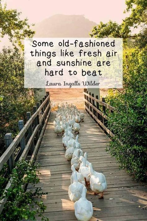 My Last Hurrah Homestead Quotes, Homesteading Quotes, Laura Ingalls Wilder Quotes, Quitting Quotes, New Adventure Quotes, Australian Native Garden, Laura Ingalls Wilder, Laura Ingalls, Children Play