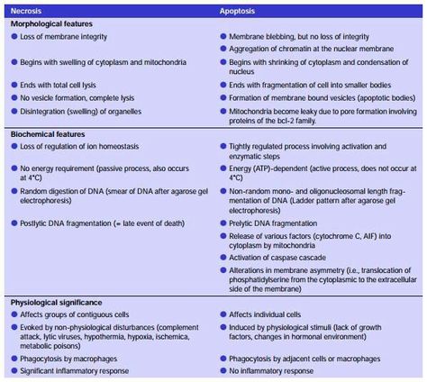 Necrosis vs. Apoptosis Necrosis Pathology, Health Insurance Quotes, Nuclear Membrane, Insurance Quotes, Health Insurance, Biology, Nursing, Insurance, Medicine