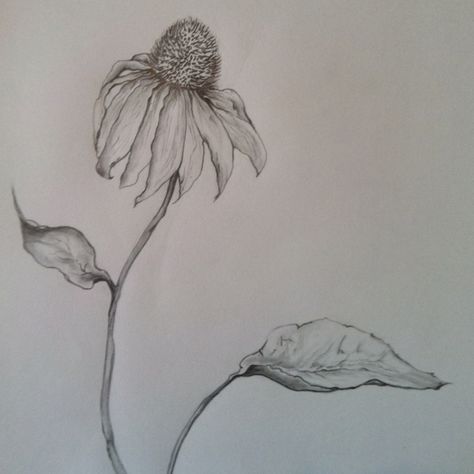 A quick sketch I did of a cone flower. facebook.com/lauraandyoga Cloth Rugs, Flower Drawing Simple, Drop Cloth Rug, Floral Sketches, Canvas Drop Cloths, Drawing Simple, Mural Wall, Garden Club, Drop Cloth