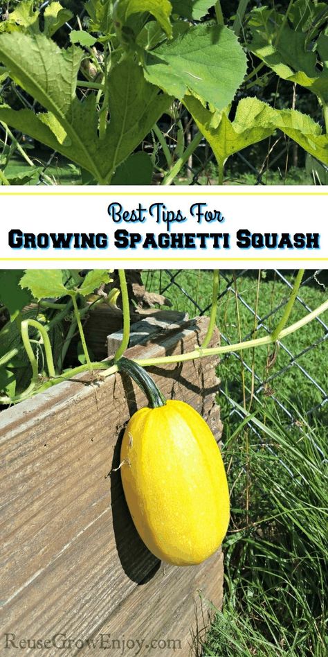 Spaghetti squash has become a family favorite in our house. If you are wanting to grow your own, check out these best tips for growing spaghetti squash. I even include some troubleshooting tips as well. Squash In Raised Beds, Growing Acorn Squash, Spaghetti Squash Plant, How To Grow Squash, Squash Trellis, Mini Homestead, Growing Squash, Green Backyard, Squash Plant