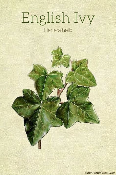 The Medicinal Herb English Ivy (Hedera helix) Herb Benefits, Ivy Plant, Hedera Helix, English Ivy, Ivy Plants, 수채화 그림, Wild Plants, Healing Herbs, Natural Home Remedies