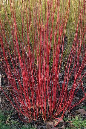 Siberian Dogwood, Deck Bed, Cornus Sericea, Cornus Alba, Winter Stem, Red Twig Dogwood, Twig Dogwood, Chicken Garden, Estate Garden