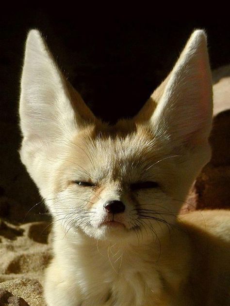 Fenec Foxes, Fennec Fox Cute, Fennec Fox Pet, Cute Fennec, Fox Fennec, Fox Cut, Tattoo Nature, Animals Tattoo, Desert Fox