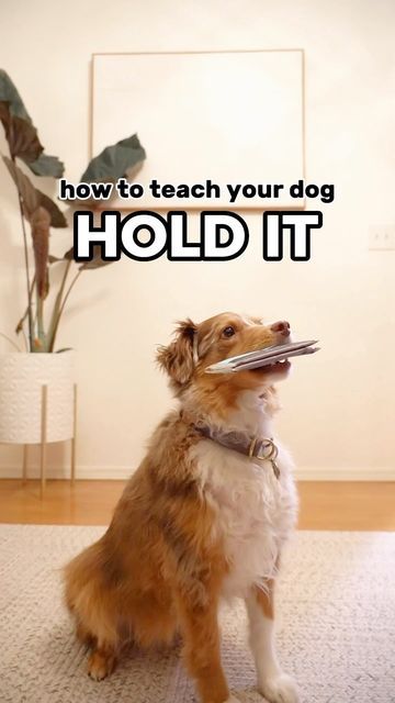 Cool Dog Tricks, Teach Dog Tricks, Dog Commands, Service Dog Training, Dog Enrichment, Assistance Dog, Dog Brain, Best Dog Training, Dog Projects