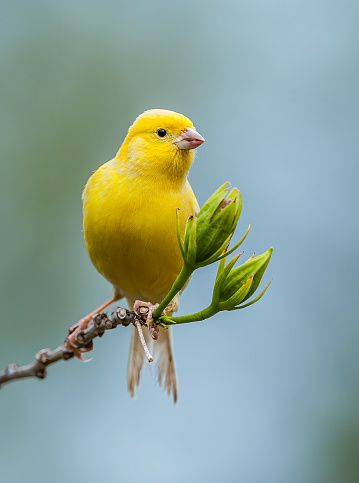 The wild Canary is also known as the Atlantic Canary, Island Canary or Common Canary. This small finch was named for its native range: Spain's Canary Islands in the eastern Atlantic. Pet Bird Cage, Canary Birds, Little Charmers, Animal Illustration Art, Tattoo Cover, Cute Animals Images, Yellow Bird, Pet Bird, Design Tattoo