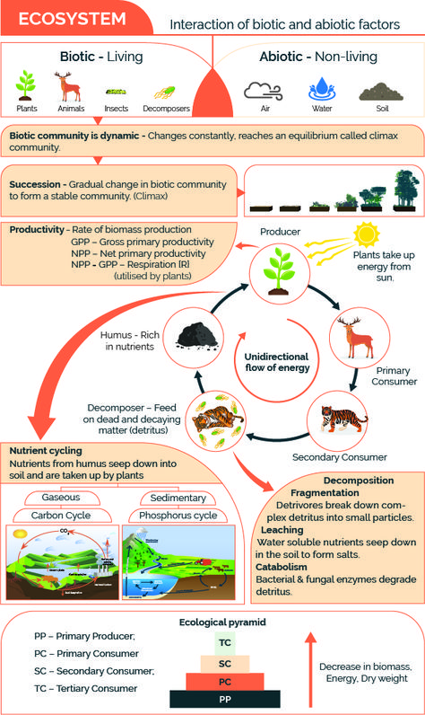 Food Chain and Food Web - Definition, Diagram, Examples, Videos Ecology Notes, Food Chain And Food Web, Food Chains And Food Webs, Ecological Pyramid, Homeschool Science Experiments, Earth Science Activities, Science Infographics, Trophic Level, Living And Nonliving