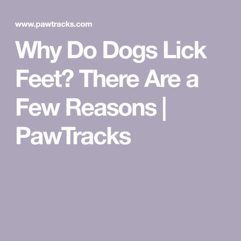 Why Do Dogs Lick Feet? There Are a Few Reasons | PawTracks Why Do Dogs Lick, Attention Seeking Behavior, Attention Seeking, Follow The Leader, American Kennel Club, Therapy Dogs, Positive Reinforcement, Human Face, Dog Show