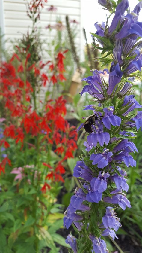 How to grow and care for the Great Blue Lobelia. See what is needed to make this native perennial thrive at your home garden! Great Blue Lobelia, Lobelia Siphilitica, Front Landscaping Design, Lobelia Flowers, Maine Garden, Blue Lobelia, Native Plant Landscape, Herbal Education, Plant Landscape