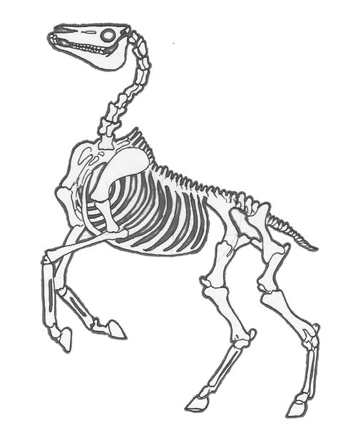 horse skeleton Horse Skeleton Drawing, Animal Skeleton Drawing, Sketches Skeleton, Skeleton Sketches, Draw Skeleton, Horse Bones, Skeleton Horse, Horse Skeleton, Head Skeleton