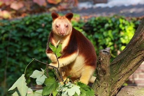 Tree Kangaroo, Aye Aye, Australian Animals, Animal Facts, Plant Species, Endangered Species, Koala Bear, Pet Birds, Koala