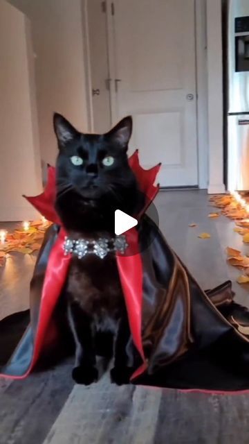 Nocturnal Cult on Instagram: "Count Catcula 🖤🦇  Credits: @rover_thecat   #blackcat #halloweencostume #dracula" Dracula Costume, Free Haircut, Count Dracula, Dream Apartment Decor, I Wait, Edward Scissorhands, Haircut Hairstyle, Dream Apartment, Cat Walk