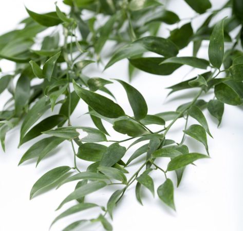 Italian Ruscus Ruscus Greenery, Plants 101, Destin Wedding, Tall Floral Arrangements, Reception Layout, Floral Design Classes, Italian Ruscus, Flower Types, Flower Identification