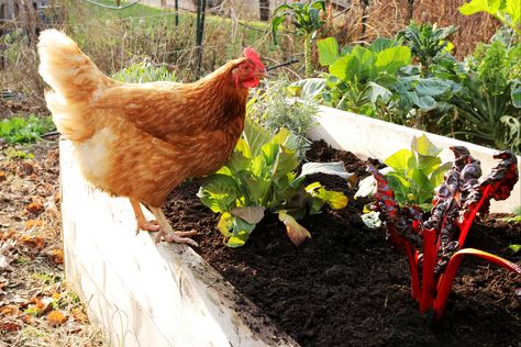 Learn why chicken manure is an excellent source of nutrients and soil amendment and how fresh manure is different from dried manure in bags. Healthy Garden Soil, Manure Tea, Benefits Of Chicken, Dehydrated Chicken, Straw Bale Gardening, Chicken Manure, Types Of Chickens, Poultry Feed, Leafy Vegetables