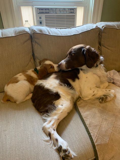 dog puppy brittany spaniel cute Brittney Dog, Britney Spaniel Dog, Britney Spaniel, Brittany Puppy, Brittney Spaniel, French Brittany Spaniel, Brittany Spaniel Puppies, American Brittany, Brittany Puppies