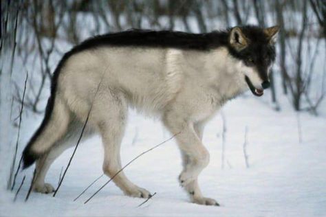 Wolf Hybrid Dogs, Wolf Hybrid, Wolf Photos, Dire Wolf, Canine Art, Wolf Pictures, Beautiful Wolves, Pretty Dogs, Pretty Animals