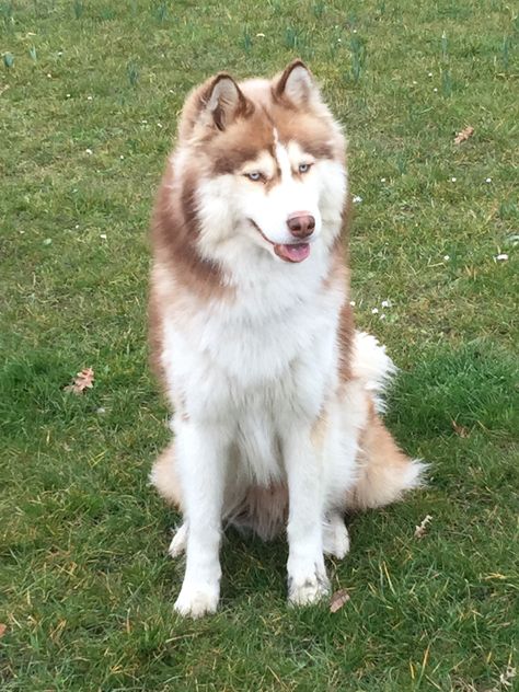 Brown Husky Aesthetic, Haski Dog, Husky With Blue Eyes, Bat Dog, White Husky, Cute Small Dogs, Cute Husky, Cute Dog Photos, Cute Kawaii Animals