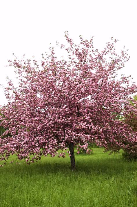 Bulbs Garden Design, Crab Apple Tree, New England Garden, Flowering Cherry Tree, Crabapple Tree, Apple Trees, Garden Bulbs, Crab Apple, Garden Trees