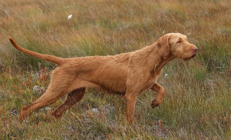 Wirehaired Vizsla, Hungarian Vizsla, Vizsla Dogs, Animal References, Man Stuff, Water Dog, Mixed Breed Dogs, Mixed Breed, Beautiful Dogs