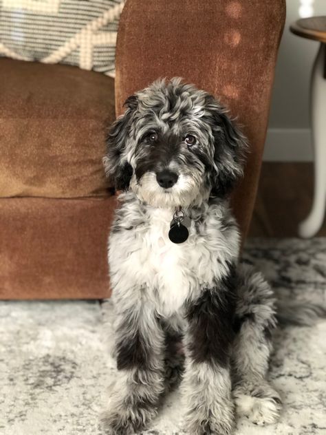 Blue Merle Labradoodle, Aussiedoodle Aesthetic, Merle Mini Goldendoodle, Blue Merle Doodle, Mini Ausidoodle, Ausidoodle Puppies, Mini Aussiedoodle Full Grown, Aussiedoodle Full Grown, Merle Doodle