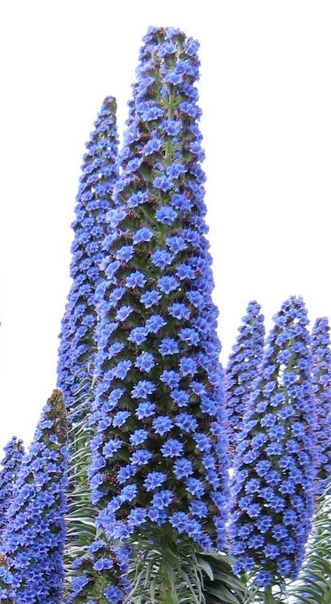 Echium webbii ~ grows on the island of La Palma. Australian Native Plants, Unusual Plants, Unusual Flowers, Blue Garden, Native Garden, Rare Flowers, Cactus Y Suculentas, Exotic Plants, Exotic Flowers