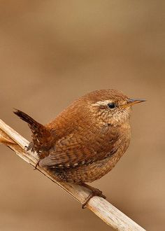 Brown Bird, Airbrush Art, Backyard Birds, All Birds, Bird Pictures, Pretty Birds, Bird Photo, Colorful Birds, Bird Garden