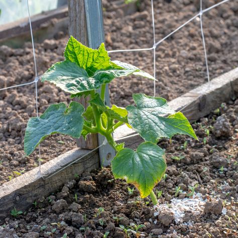 8 Secrets To Grow More Cucumbers Than Ever Vegetable Garden Inspiration, When To Plant Cucumbers, Growing Cucumbers Vertically, Gemüseanbau In Kübeln, Cucumber Gardening, Cucumber Trellis, Fall Gardening, Raised Vegetable Gardens, When To Plant