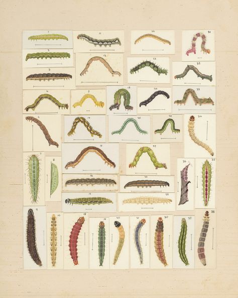 A group of different types of worms photo – Free Caterpillars Image on Unsplash Caterpillar Experiment, Illustration Butterflies, Types Of Worms, Creative Commons Images, Butterfly Images, Animals Images, A Group, Caterpillar, Different Types