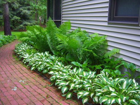 FERN AND HOSTA | Love the lush green with white Irish Garden, Ferns Garden, Shade Garden Plants, Hosta Gardens, Front Landscaping, Front Yard Garden, White Gardens, Shade Plants, Shade Garden