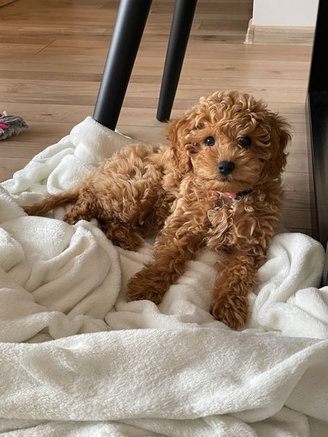 Miniature Poodle Aesthetic, Cute Toy Poodle Puppies, Blonde Toy Poodle, You Poodle Puppy, You Poodle, Toy Maltipoo Full Grown, Mini Goodlendoodle, Toy Poodle Aesthetic, Toy Cavapoo