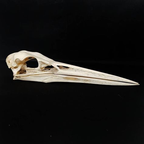 Animal Skull Side View, Skull Side View, Skull Reference, Skull Collection, Animal Reference, Bone Horn, Reference Pictures, Animal Bones, Bird Skull