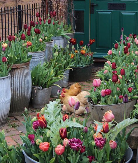 I’d rather plant a thousand tulips than take Prozac.  That is what I did last winter with a bit of Prozac still, gin & elderflower and… Bulbs Garden Design, Chicken Garden, Gravel Garden, English Cottage Garden, Garden Bulbs, Garden Containers, Guest Speakers, Garden Cottage, Spring Garden