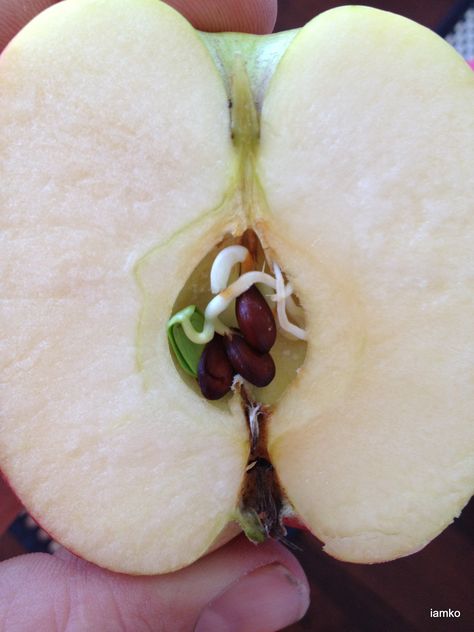 Apple seeds already growing in an apple... Apple Seeds, Seeds