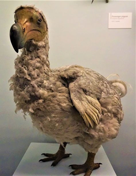 Taken from stashally user @dummy. [Reddit, u/ RespawnForeign] Extinct Birds, Dodo Bird, Taxidermy Art, Flightless Bird, Extinct Animals, Prehistoric Creatures, Animal Statues, Prehistoric Animals, History Museum