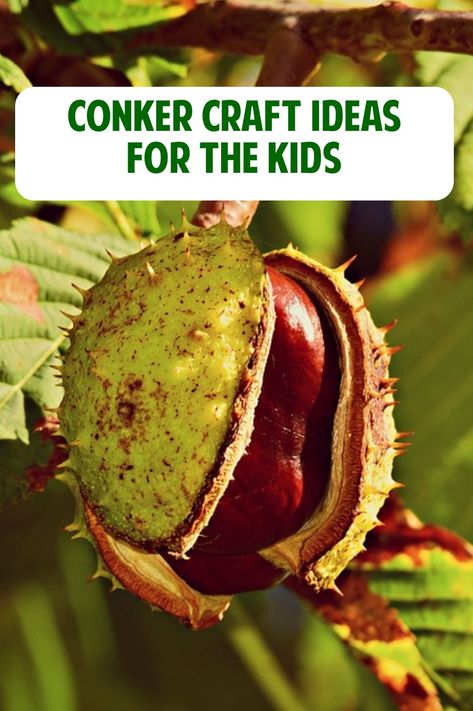 Have you been collecting conkers with your little one? September and October are the best time to find them falling from all the horse chestnut trees. Well Here are a few #Conker #CraftIdeas you can enjoy with the #Kids this Autumn Horse Chestnut Craft, Conker Craft Ideas, Chestnut Decoration, Conkers Craft, Cottagecore Crafts, Horse Chestnut Trees, Rainy Day Activities For Kids, Nature Ideas, Chestnut Tree