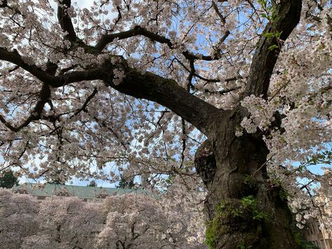 Everything You Need to Know About Yoshino Cherry Trees Yoshino Cherry Tree, Japanese Cherry Tree, Japanese Garden Landscape, Patio Trees, Flowering Cherry Tree, Witch Garden, Street Trees, Cherry Trees, Cherry Blossom Festival