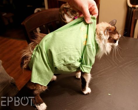 EPBOT: Quick & Easy DIY Cat Onesie (For Over-Grooming Kitties) Diy Cat Onesie, Diy Kitten Clothes, Diy Cat Clothes, Cat Grooming Styles, Cat Diys, Kitty Ideas, Kitten Clothes, Cat Onesie, Natural Pet Care