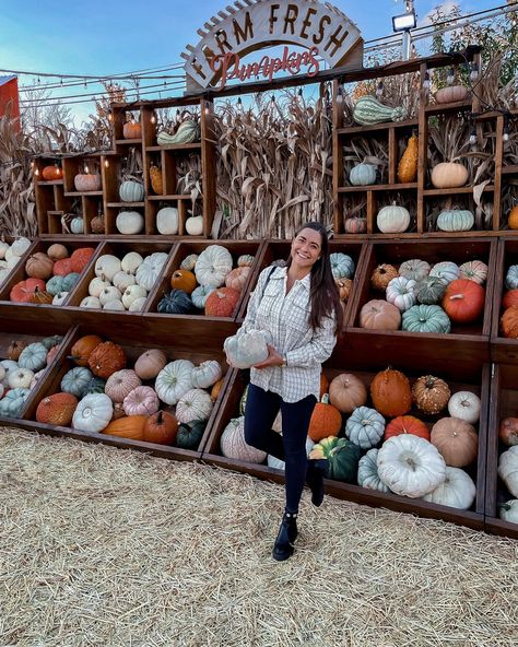 September 2022 Instagram Roundup - chicago jack's pumpkin pop up - Bowtiful Life Fall Photo Opp Ideas, Starting A Pumpkin Patch, Pumpkin Stand Roadside, Pumpkin Farm Stand, Pumpkin Stand Ideas, Pumpkin Patch Business Ideas, Pumpkin Farm Pictures, Pumpkin Scarring, Pumpkin Patch Decorating Ideas