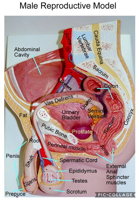 Urinary System Model, Male Urinary System, Anatomy Models Labeled, Reproductive System Anatomy, Body Anatomy Organs, Female Reproductive System Anatomy, Digestive System Model, Female Reproductive Anatomy, Model Anatomy