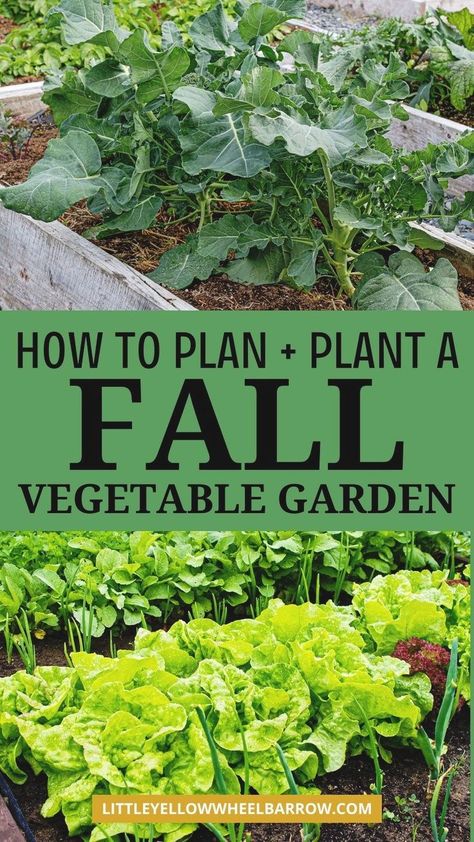 The ultimate guide to vegetable gardening in the Fall. Learn the best cool weather vegetables to plant and grow in a Fall garden. These are the best gardening tips and ideas to help you plan, plant, and grow a Fall garden. Learn what the best time is to plant a Fall vegetable garden, how to care for your cold weather veggie garden, and what will grow well in a cooler weather garden. This is must know garden tips for beginner gardeners and avid gardeners alike. Fall garden vegetables Fall Vegetable Garden, Kebun Herbal, Winter Vegetables Gardening, Taman Diy, Vegetable Garden For Beginners, Fall Vegetables, Fall Garden Vegetables, Garden Wallpaper, Garden Veggies