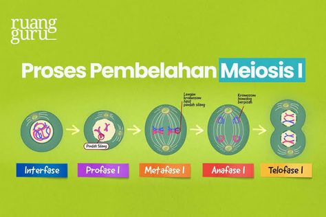 6. gambar tahapan pembelahan mitosis : ￼ 7. gambar tahapan pembelahan meiosis : ￼ • meiosis 1 : ￼ • meiosis 2 : ￼ KESIMPULAN : ￼ Meiosis 1 And 2, Biology Notes, Cute Pastel Wallpaper, Pastel Wallpaper, Ipa, Biology, Pastel, Collage, Pins