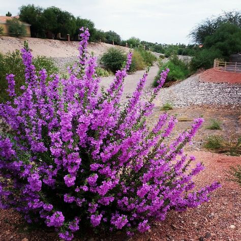 Purple Flowering Texas Sage    Welcome to the first week of Fall.  Here in the desert that means the second growing season of the year.  T... Purple Bushes, Landscape Tropical, Texas Sage, Full Sun Shrubs, Texas Plants, Drought Tolerant Garden, Drought Tolerant Landscape, Texas Gardening, Garden Shrubs